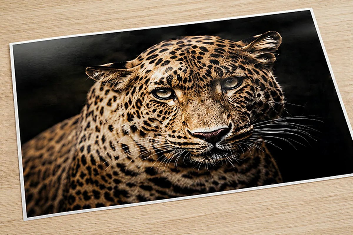 Close-up jaguar portrait reproduced as a high-gloss Lambda photographic print laid flat on a light wood table.